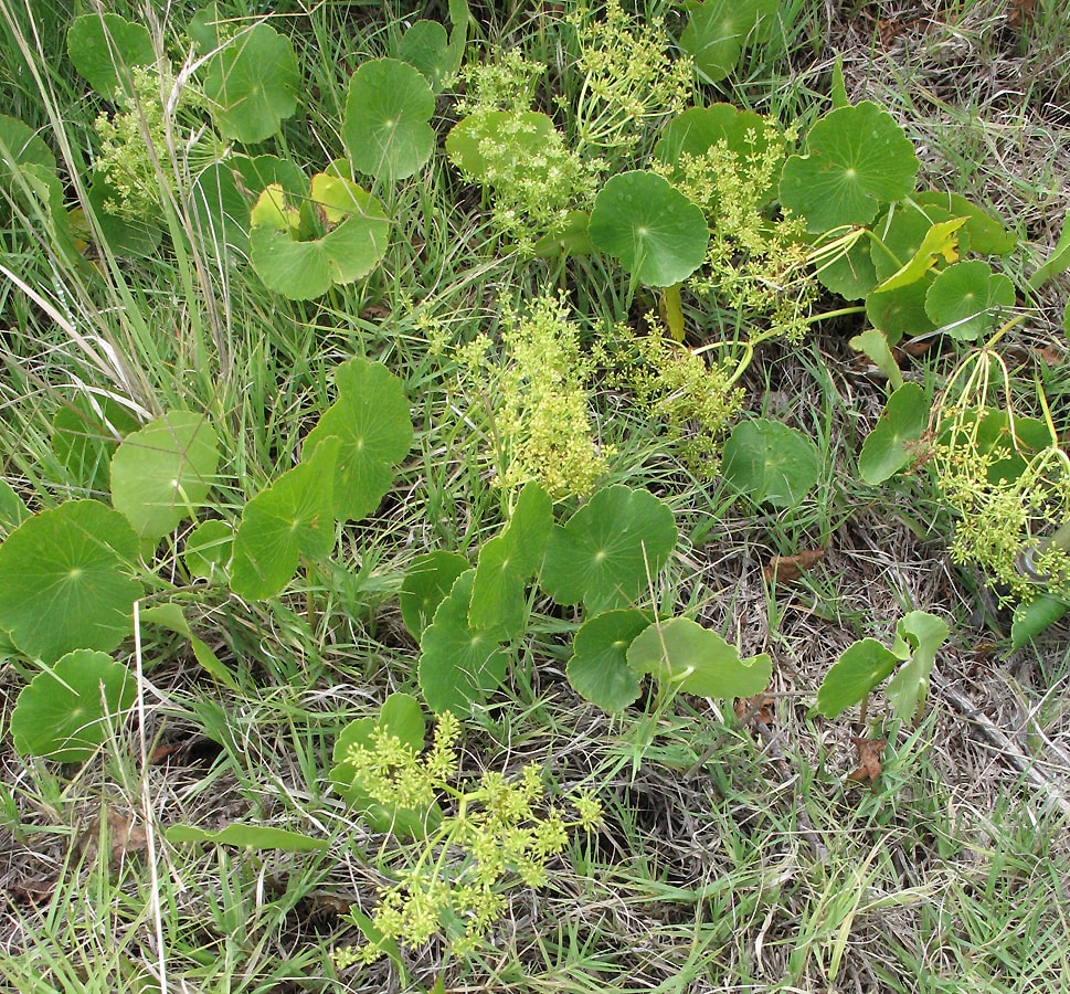 Image of Hydrocotyle bonariensis specimen.