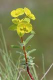 Euphorbia petrophila. Верхушка побега с соцветием. Ростовская обл., Неклиновский р-н, Фёдоровское с/п, дол. р. Мокрый Еланчик, на каменистом склоне. 13.05.2017.