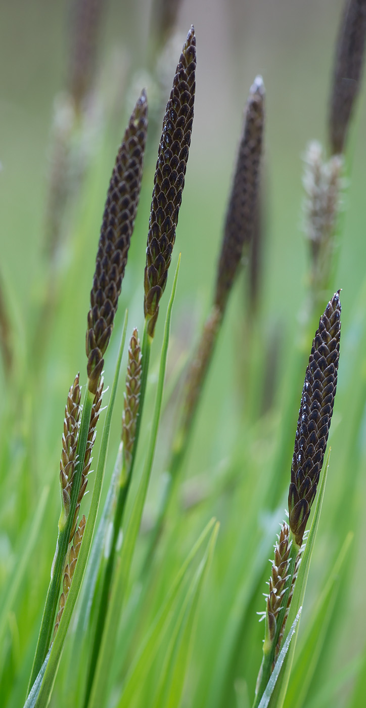 Изображение особи Carex cespitosa.