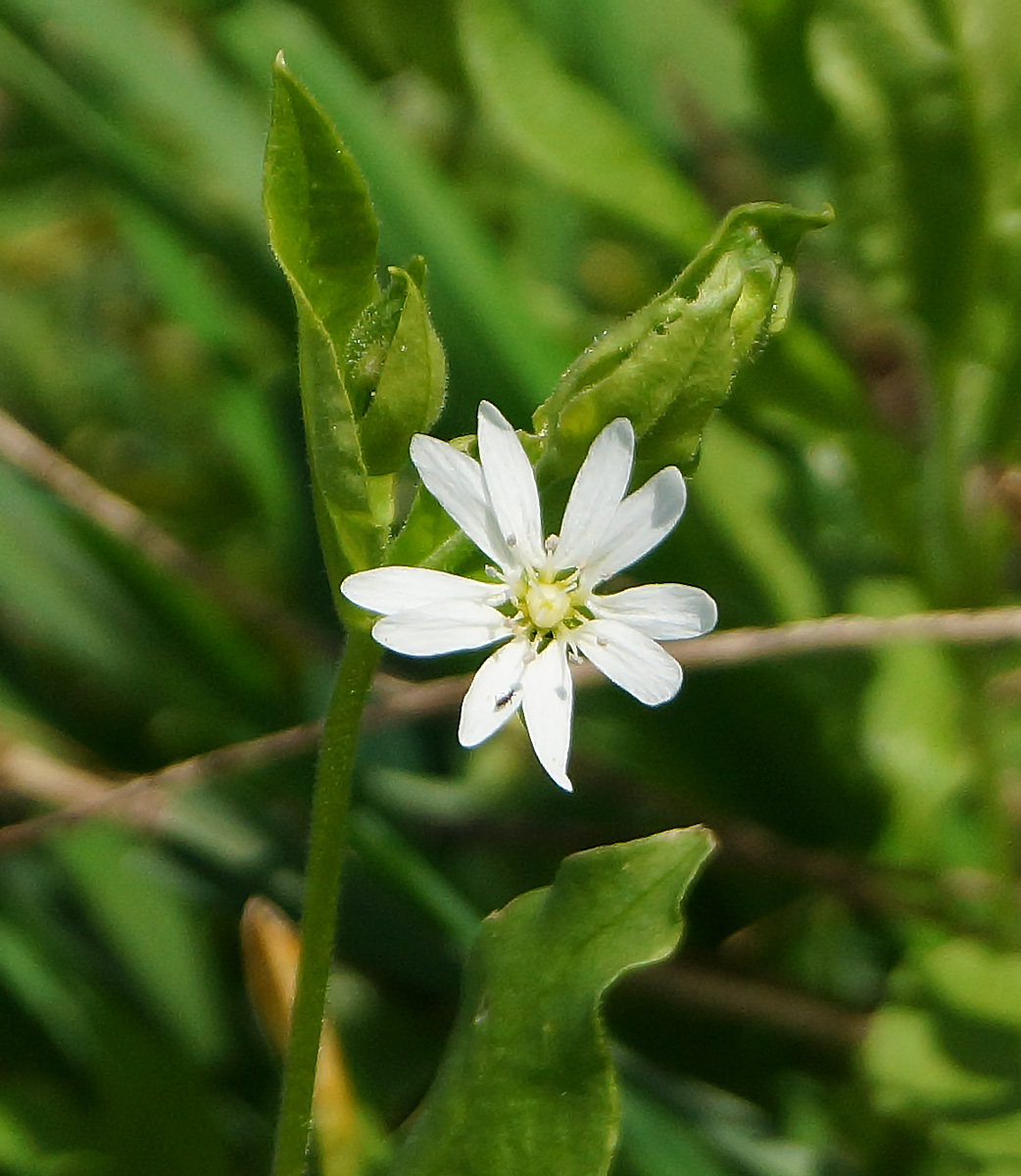 Image of Stellaria bungeana specimen.