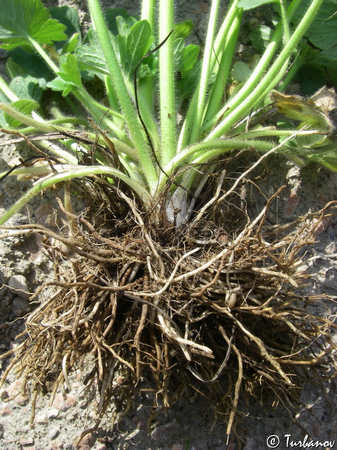Изображение особи Ranunculus constantinopolitanus.