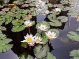 Nymphaea odorata