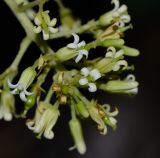 Bontia daphnoides