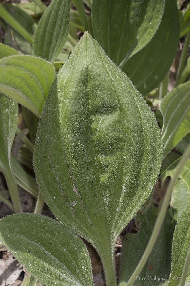 Изображение особи Plantago urvillei.