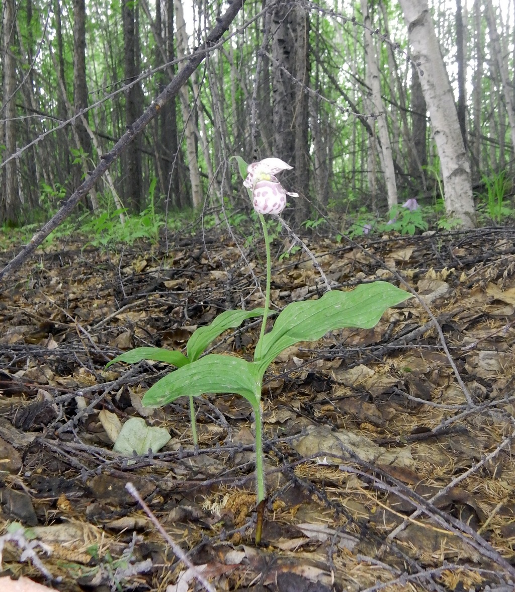 Image of Cypripedium guttatum specimen.