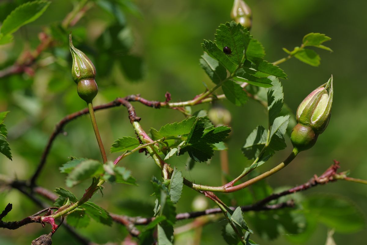 Изображение особи Rosa spinosissima.