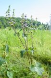 Phlomoides tuberosa