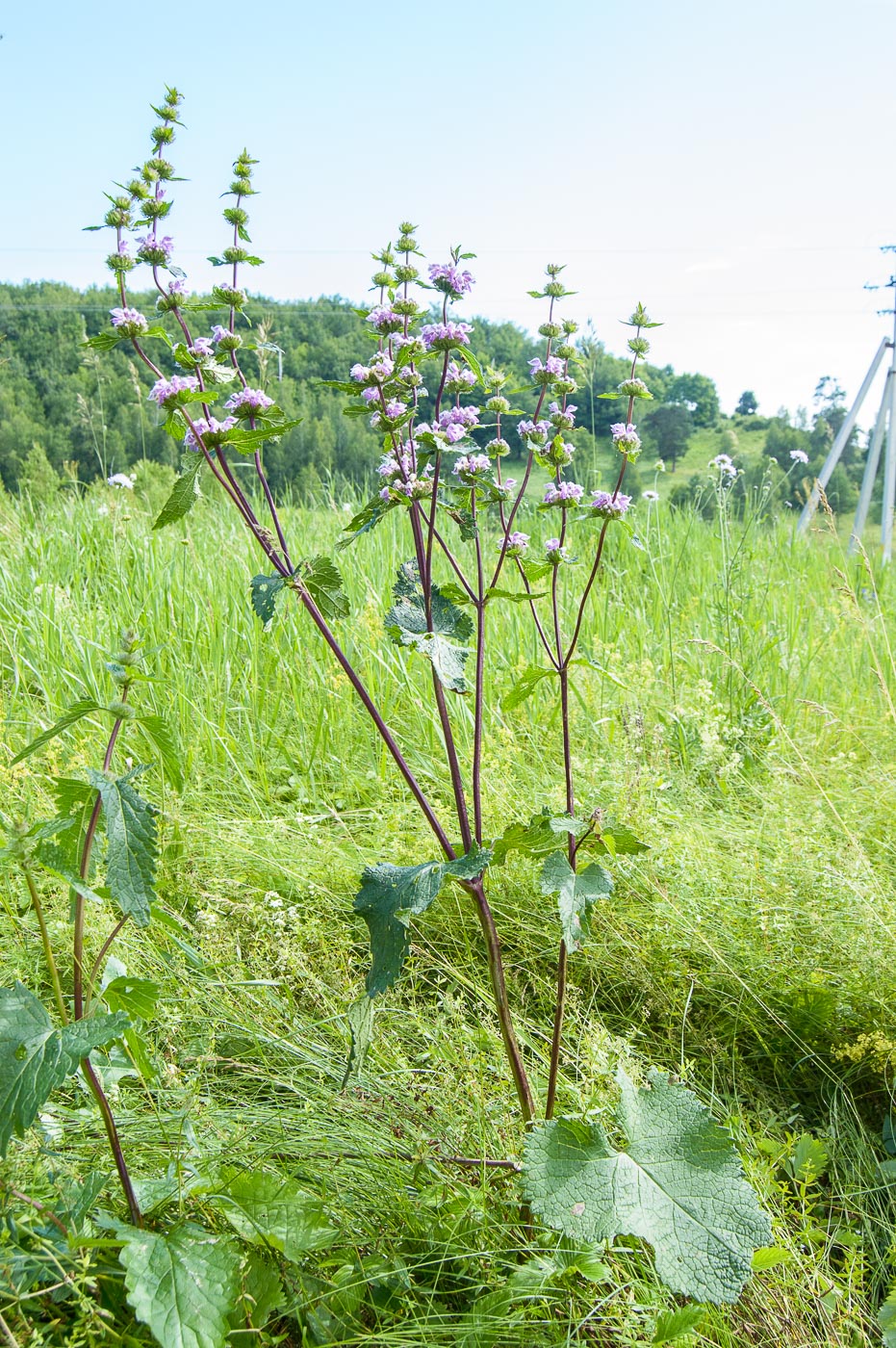 Image of Phlomoides tuberosa specimen.
