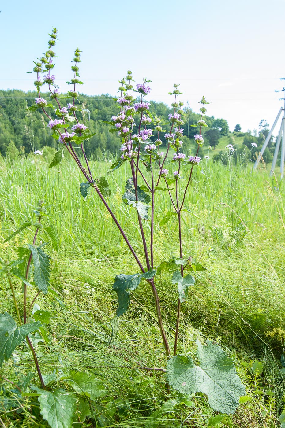 Изображение особи Phlomoides tuberosa.