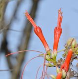 Fouquieria diguetii