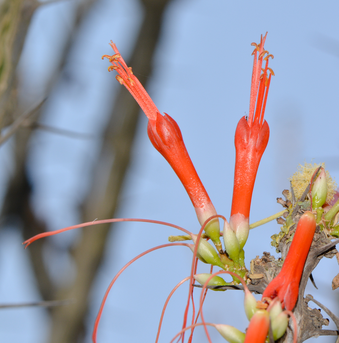 Image of Fouquieria diguetii specimen.