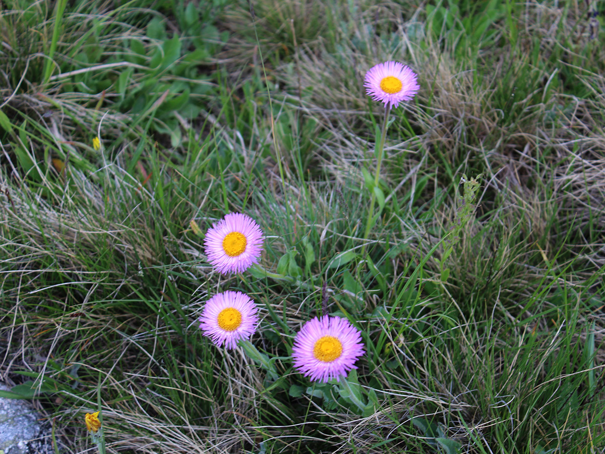 Image of Erigeron venustus specimen.