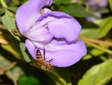 Vigna speciosa. Цветок с пчелой. Израиль, Шарон, г. Герцлия, ограда двора, в культуре. 20.05.2017.