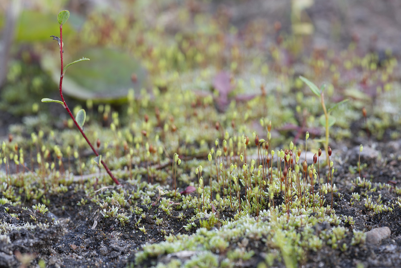 Изображение особи Bryum argenteum.