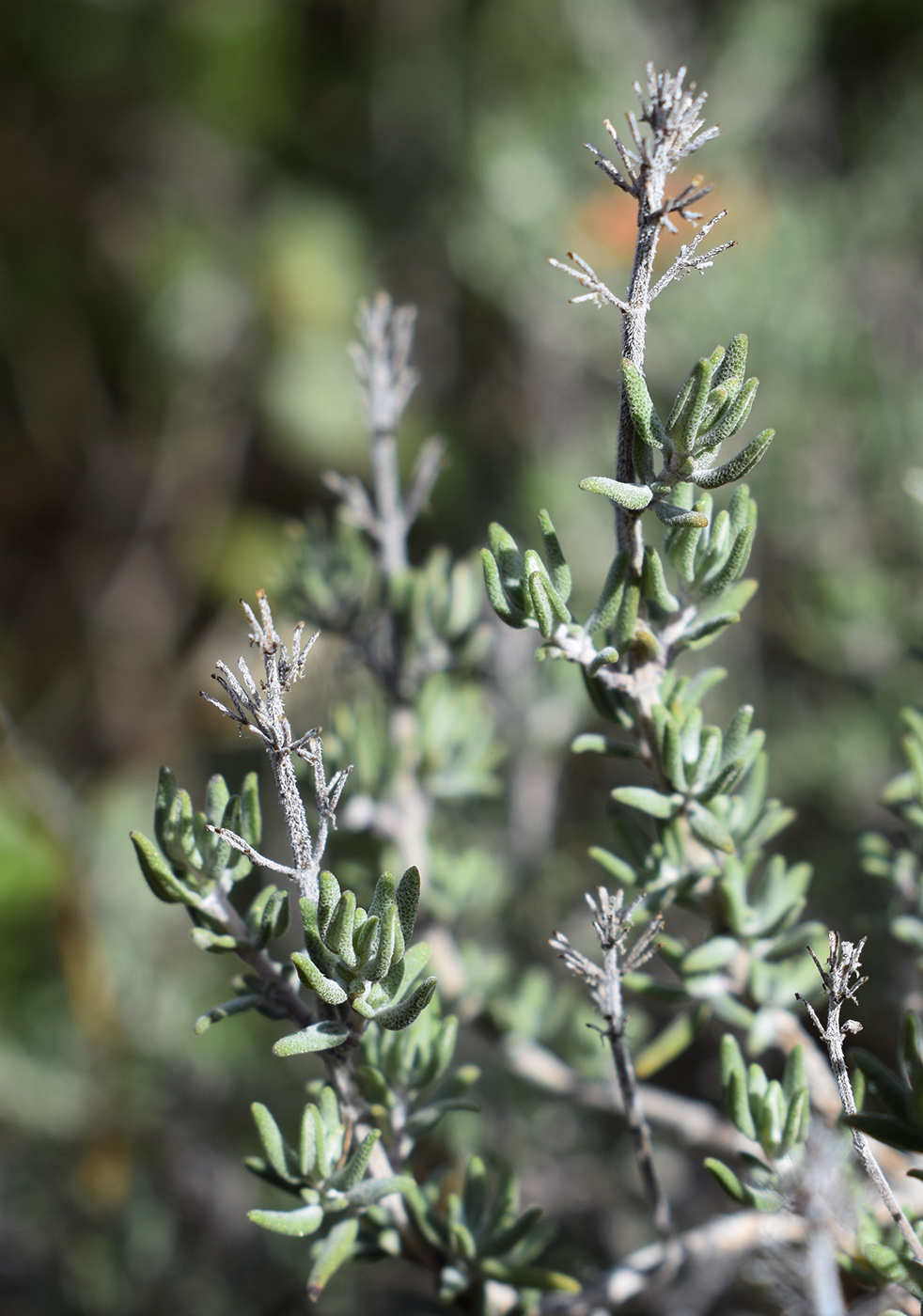 Изображение особи Thymus vulgaris.