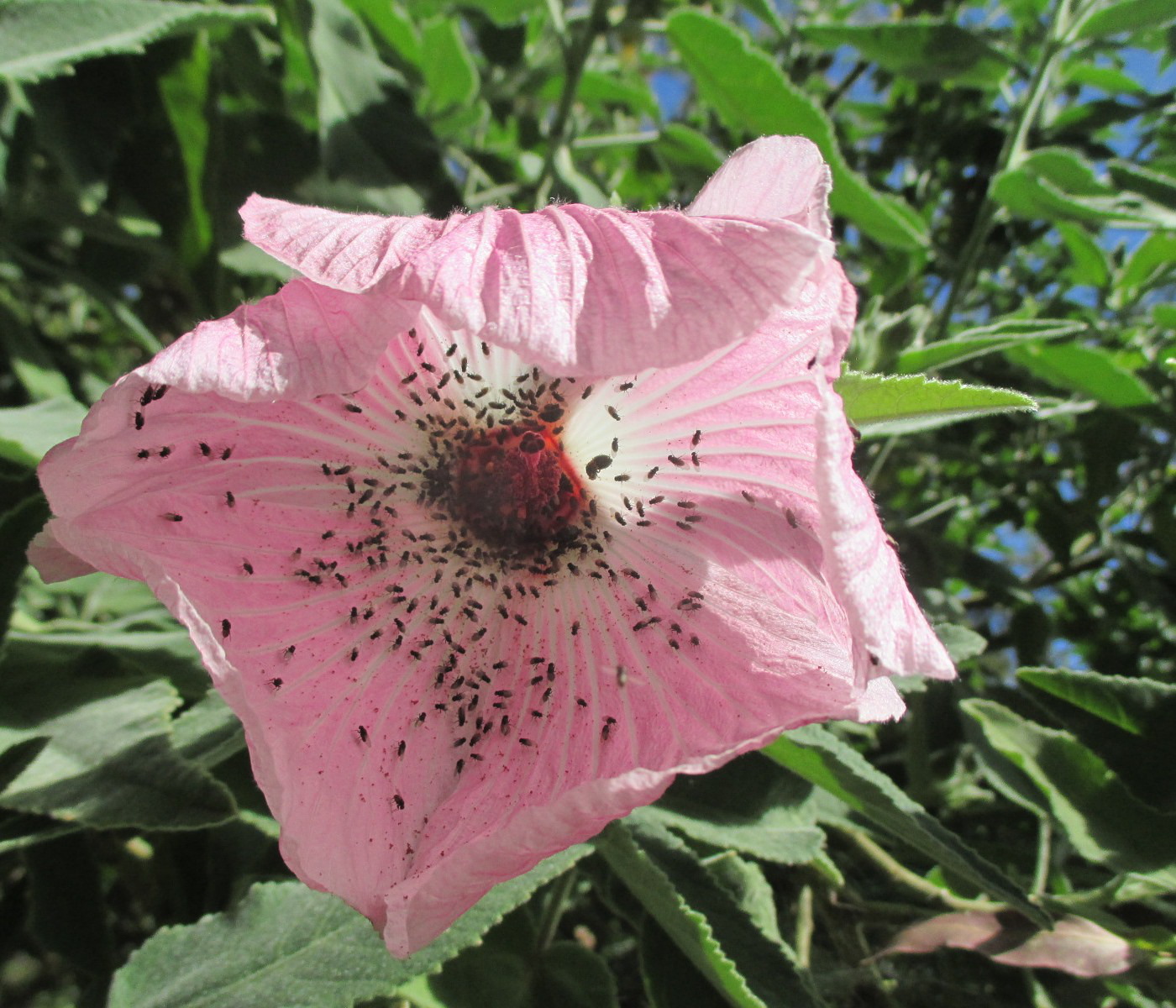 Изображение особи Hibiscus splendens.