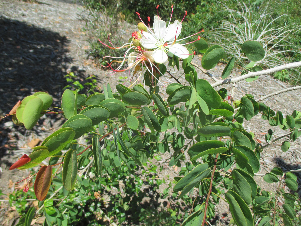 Изображение особи Lysiphyllum hookeri.