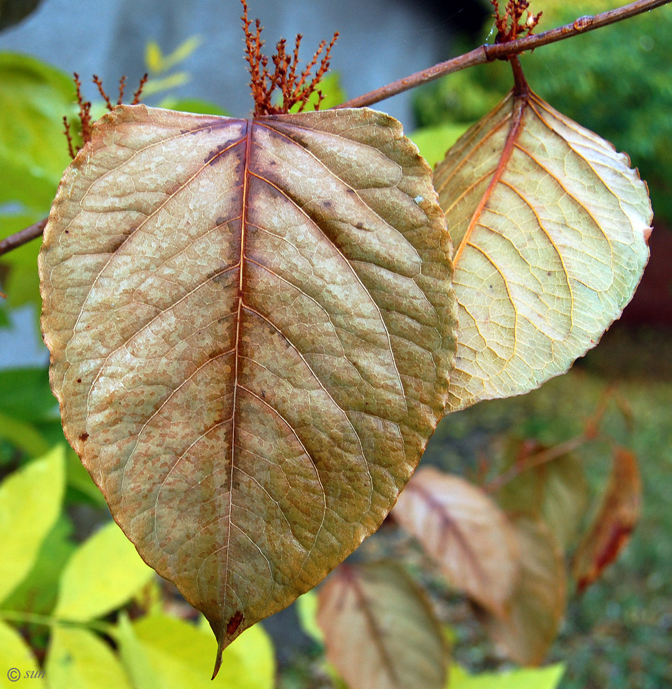 Изображение особи Reynoutria japonica.