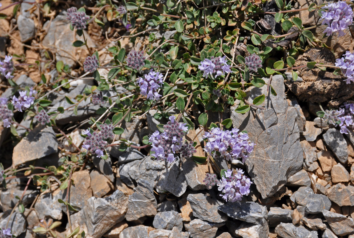 Image of Ziziphora pamiroalaica specimen.