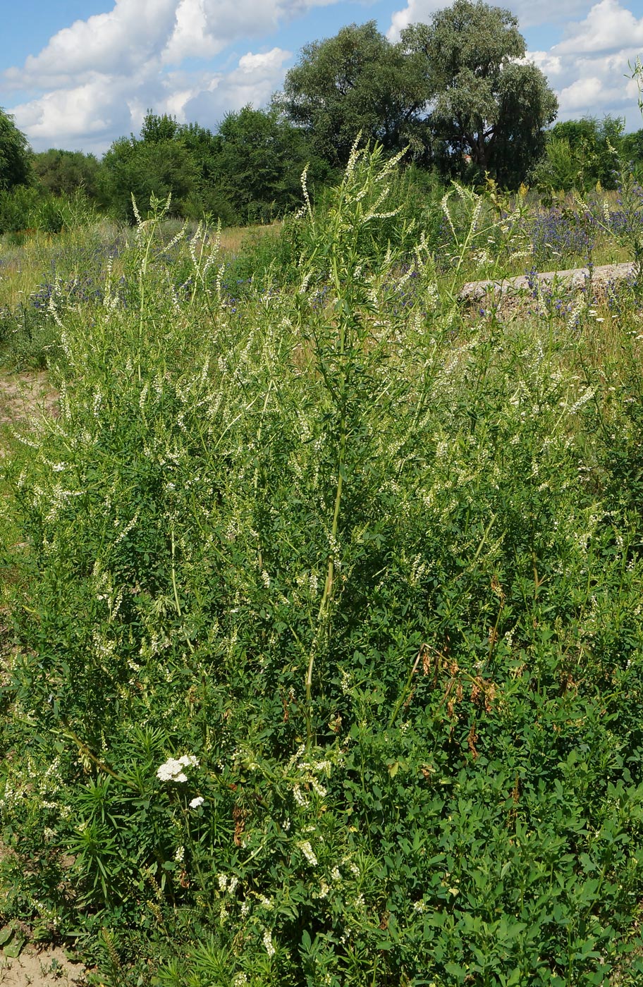 Изображение особи Melilotus albus.