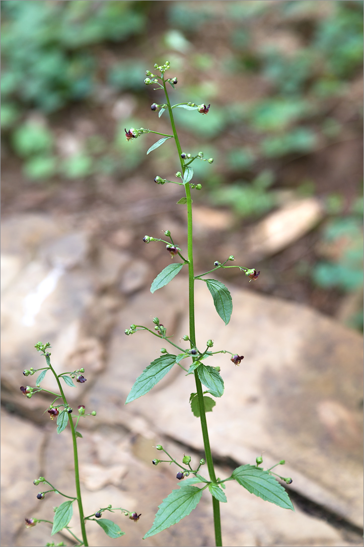 Image of Scrophularia scopolii specimen.