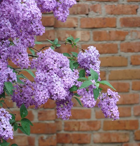 Image of Syringa persica specimen.