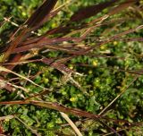 Setaria viridis