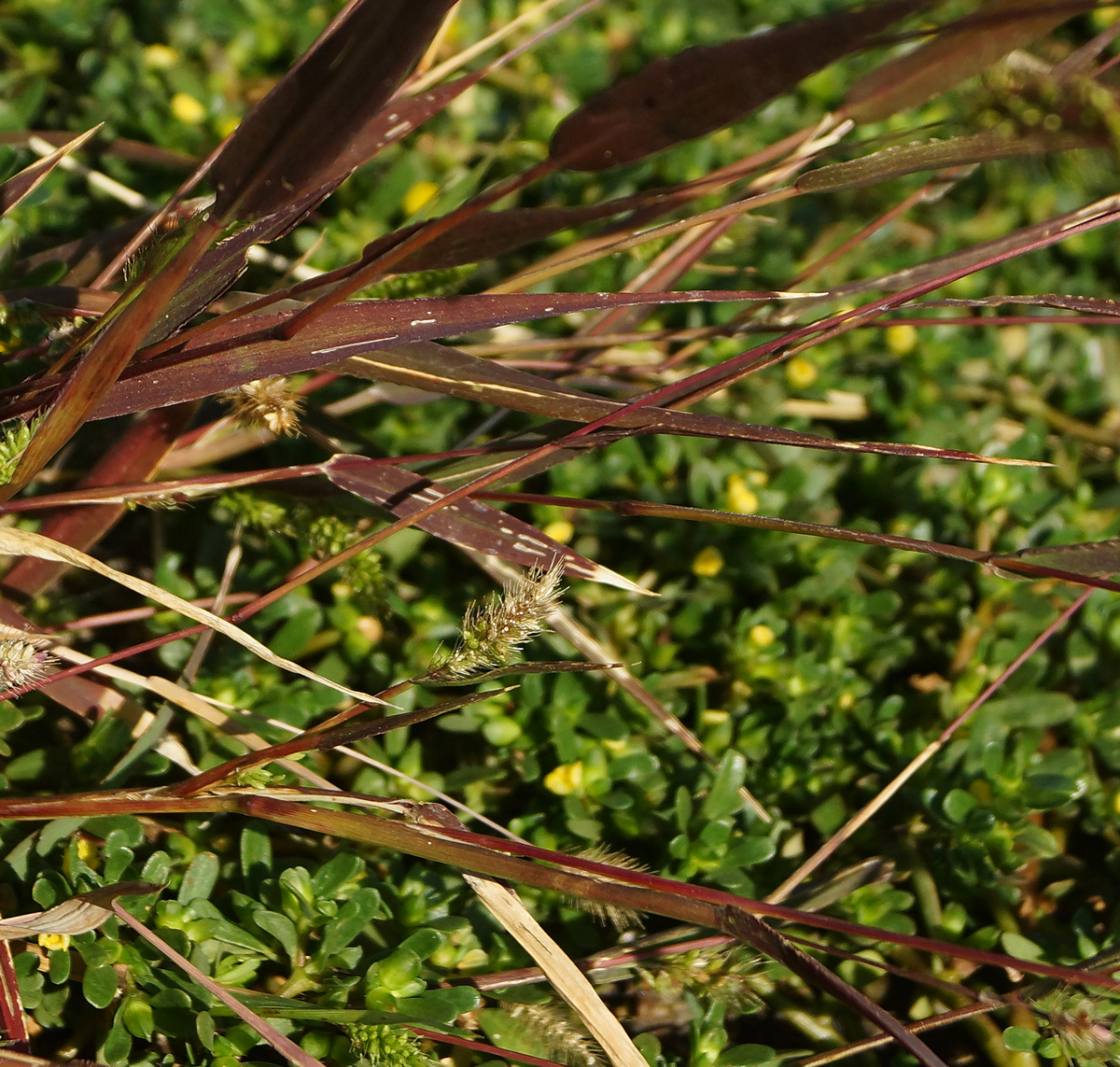 Изображение особи Setaria viridis.