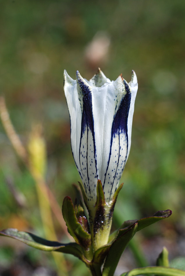 Image of Gentiana algida specimen.