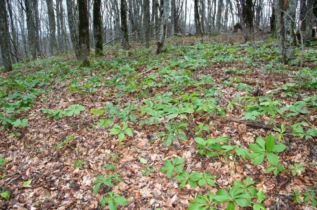 Image of Helleborus caucasicus specimen.