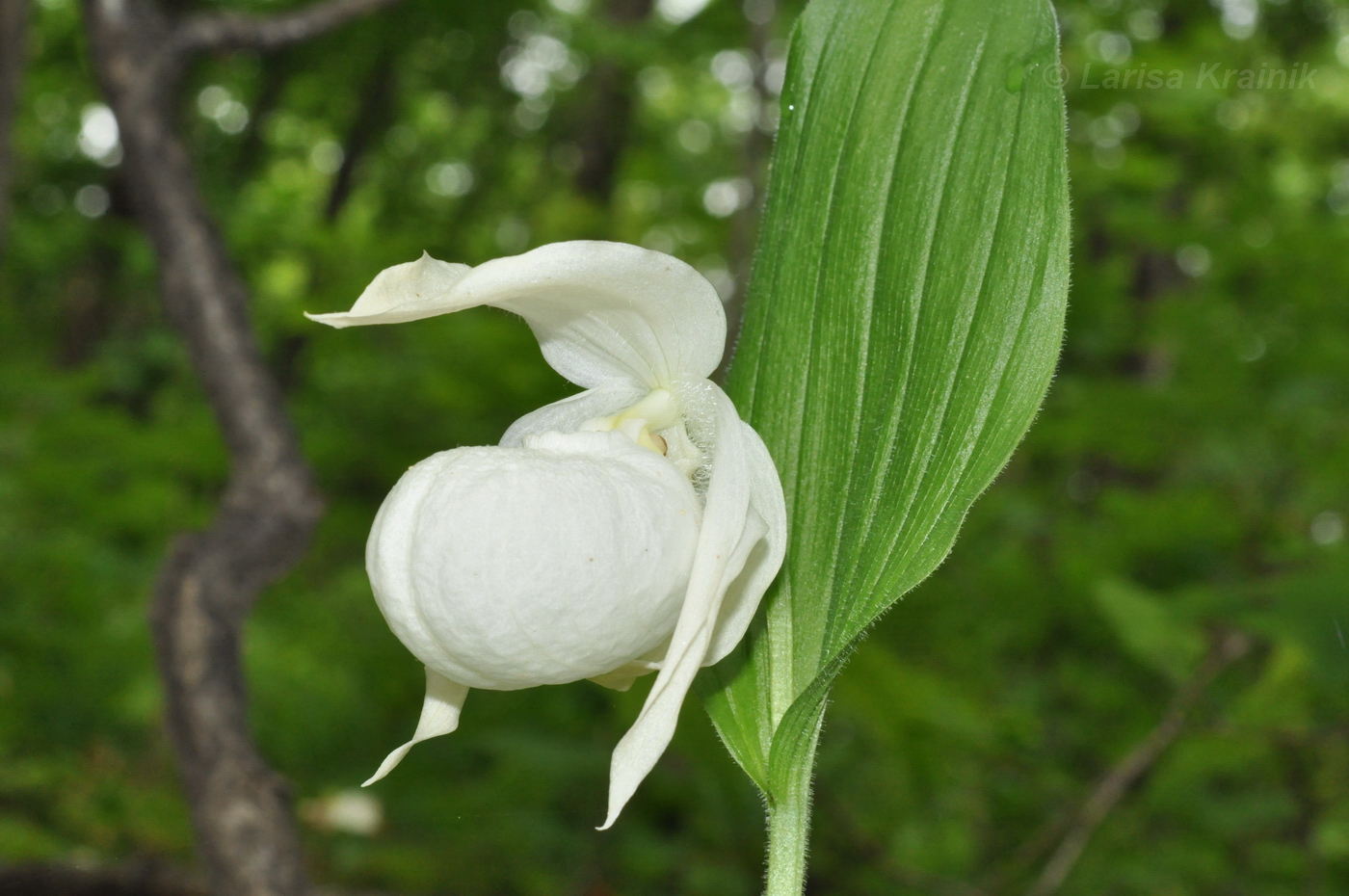 Image of Cypripedium macranthos specimen.