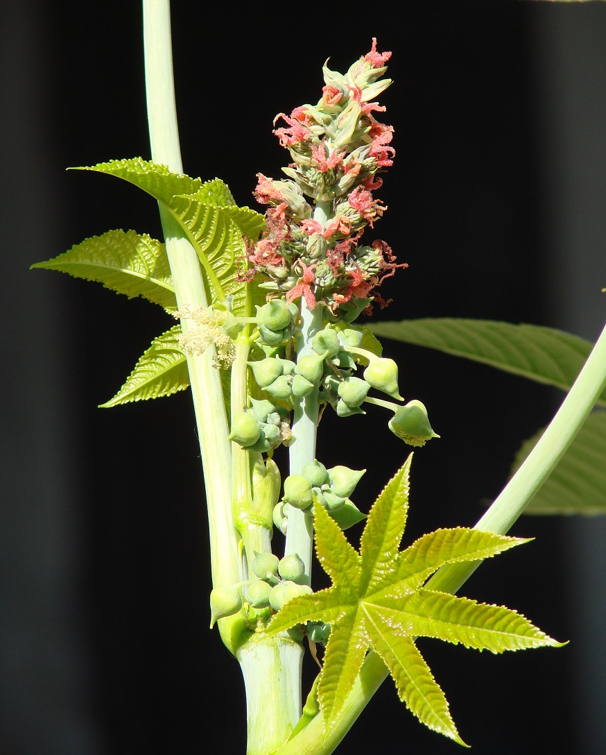 Image of Ricinus communis specimen.