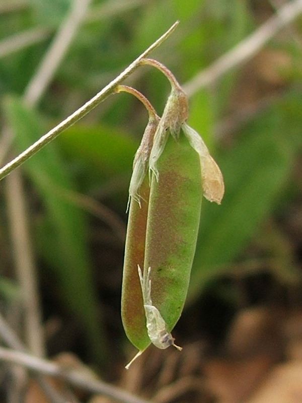 Image of Vicia tenuissima specimen.