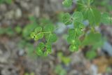 Euphorbia squamosa. Верхушка отплодоносившего растения. Краснодарский край, г. Сочи, Лазаревский р-н, с. Верхнерусское Лоо, обочина горной дороги. 11.08.2017.