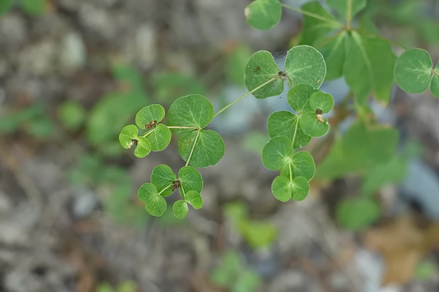 Изображение особи Euphorbia squamosa.