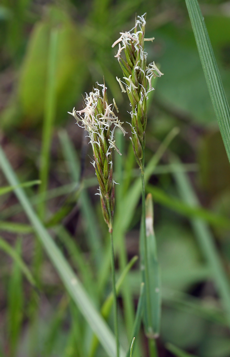 Image of Anthoxanthum alpinum specimen.