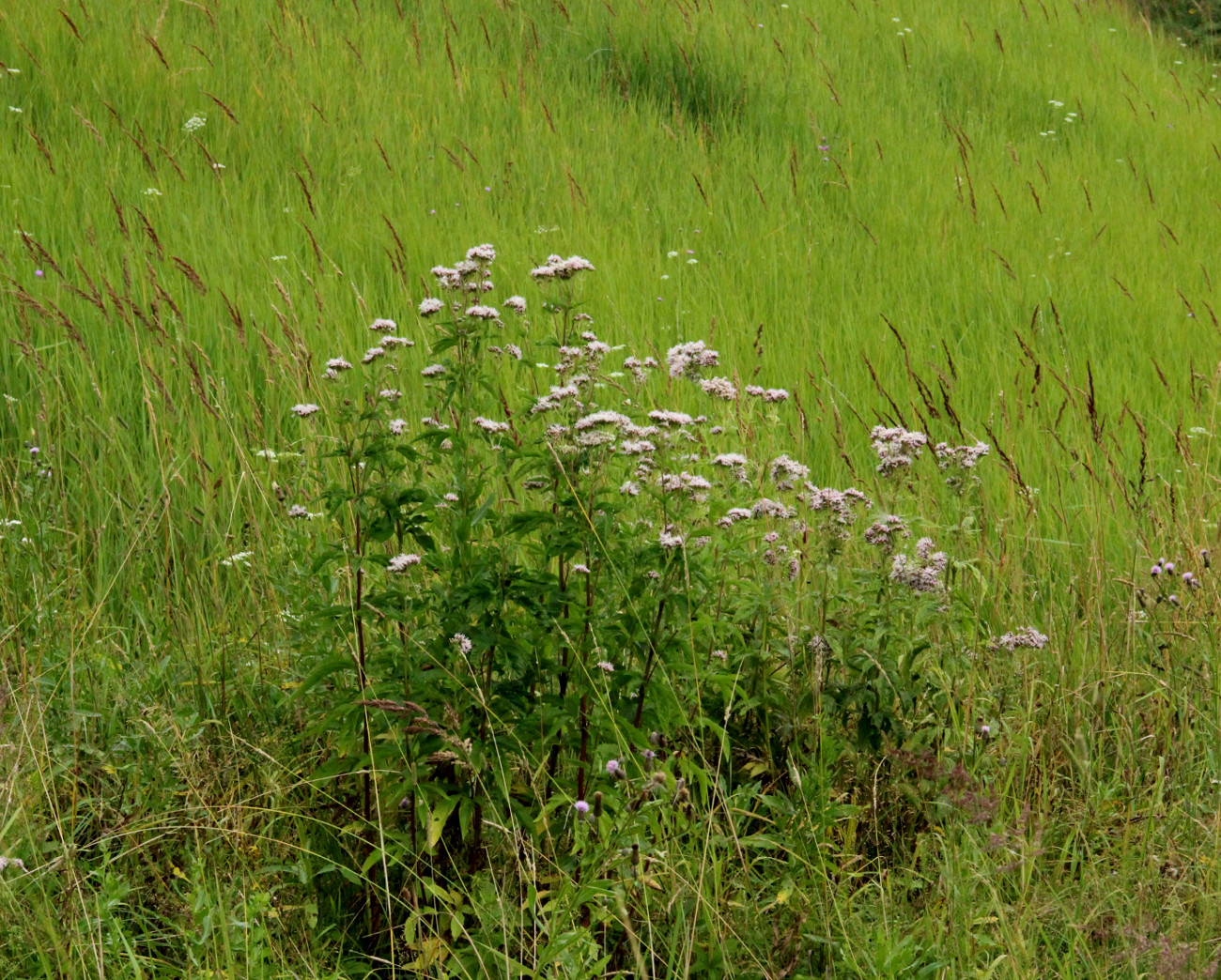 Image of Eupatorium cannabinum specimen.