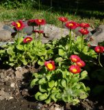 Bellis perennis