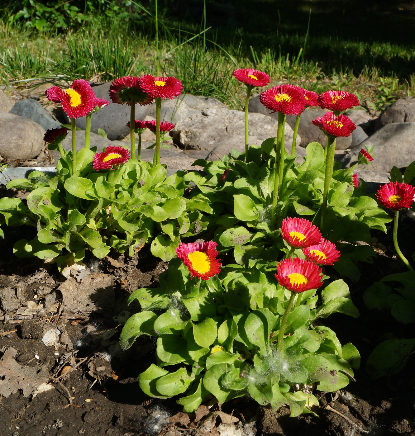 Image of Bellis perennis specimen.