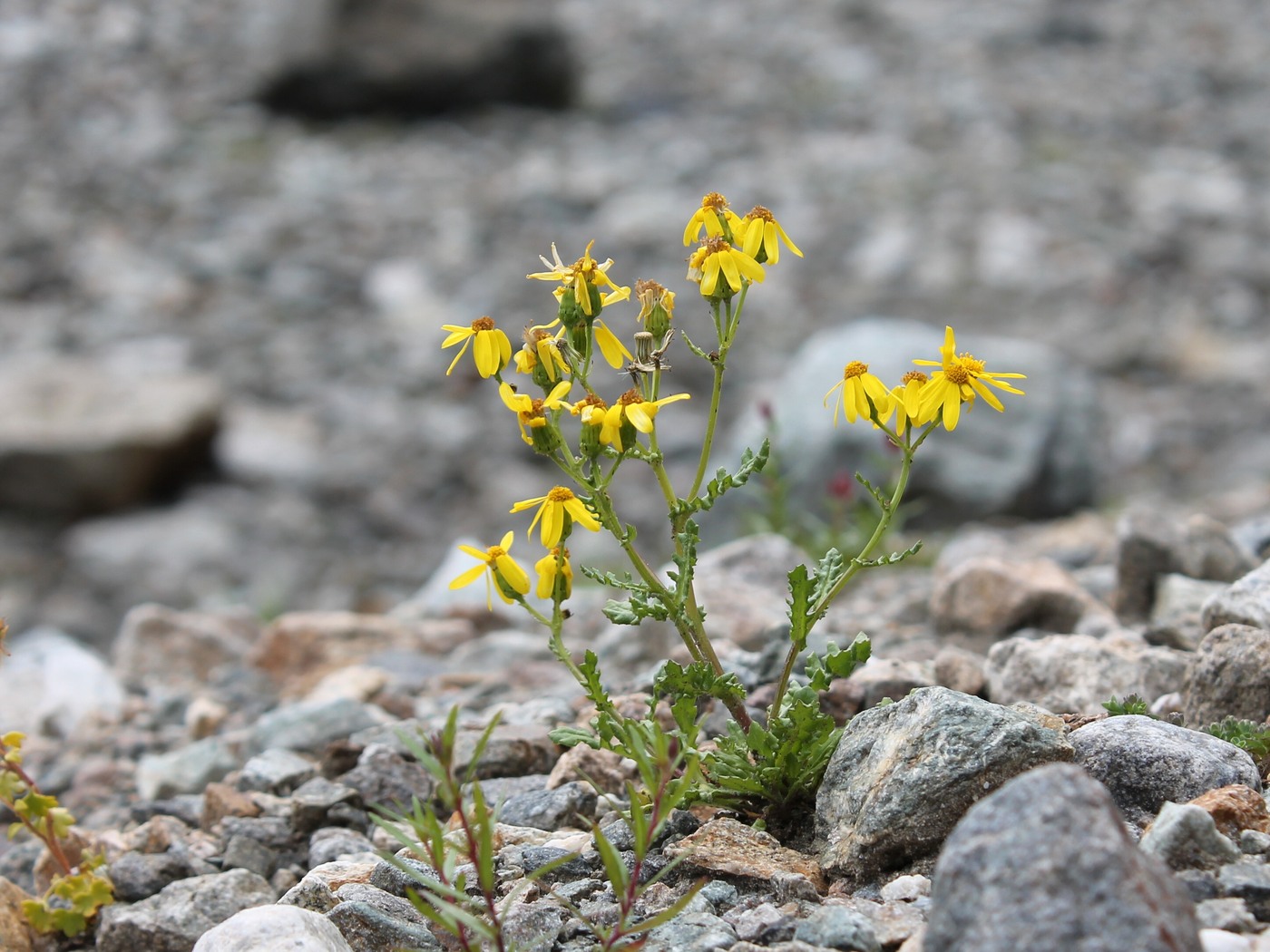 Image of Senecio sosnovskyi specimen.