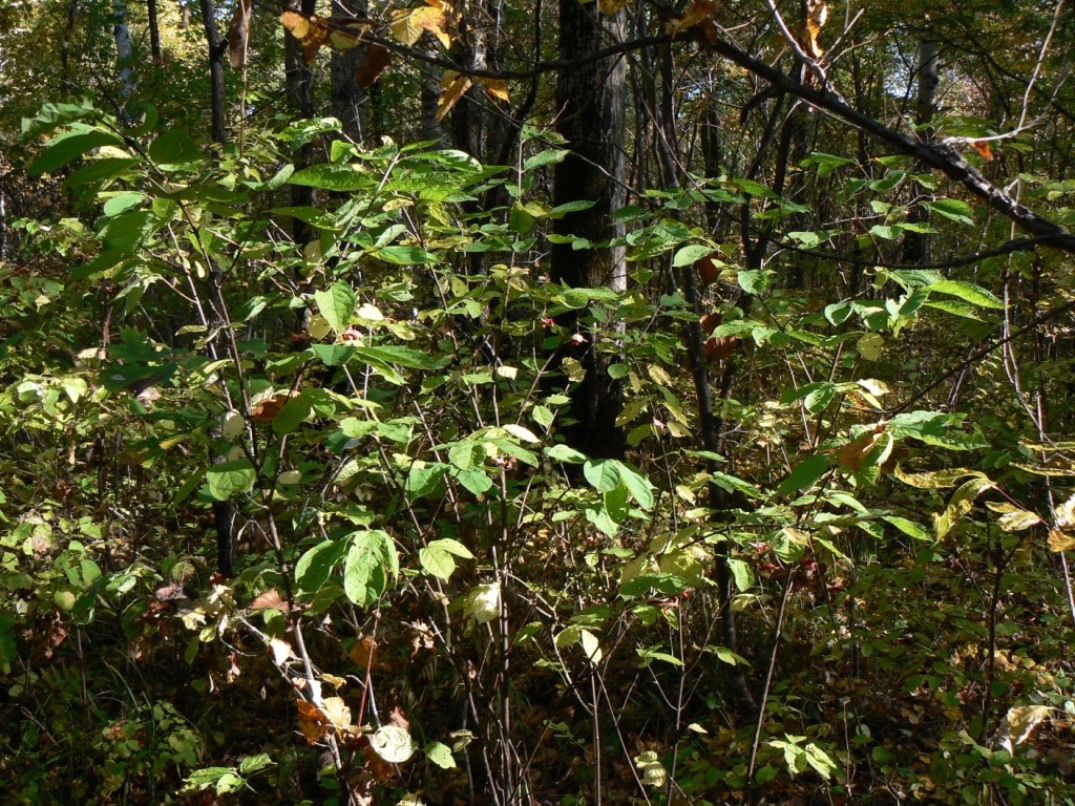 Изображение особи Euonymus macropterus.