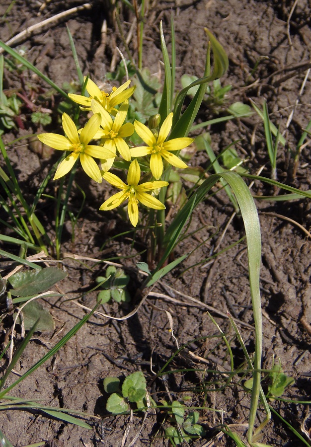 Image of Gagea paczoskii specimen.