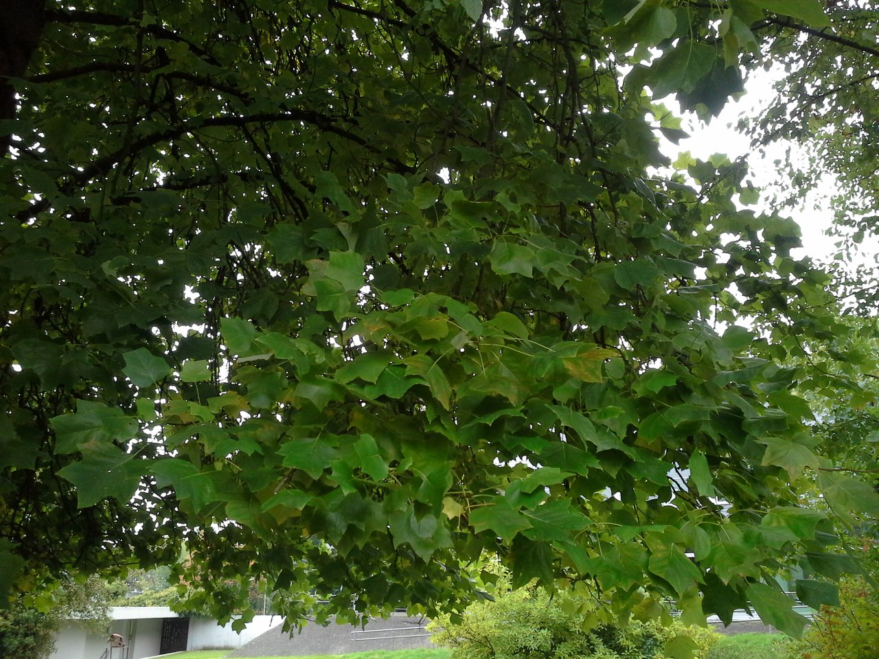 Image of Liriodendron tulipifera specimen.