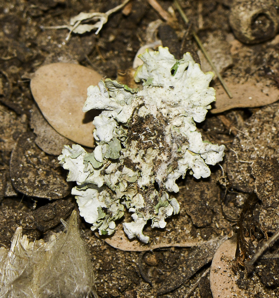 Image of Xanthoria parietina specimen.