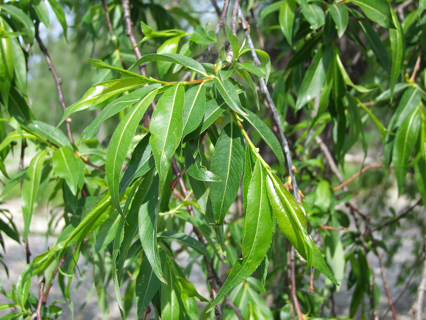 Image of Salix rorida specimen.