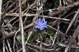 Anemone caucasica. Цветущее растение. Республика Адыгея, левый берег р. Курджипс чуть выше Каскадного водопада на левом притоке и в 500 м выше по течению относительно Овечей пещеры. 01.05.2018.