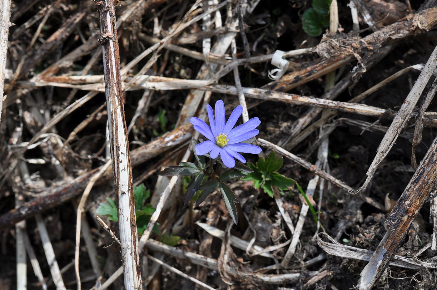 Image of Anemone caucasica specimen.