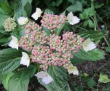 Hydrangea acuminata