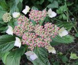 Hydrangea acuminata. Соцветие. Подмосковье, в культуре. 10 июня 2018 г.