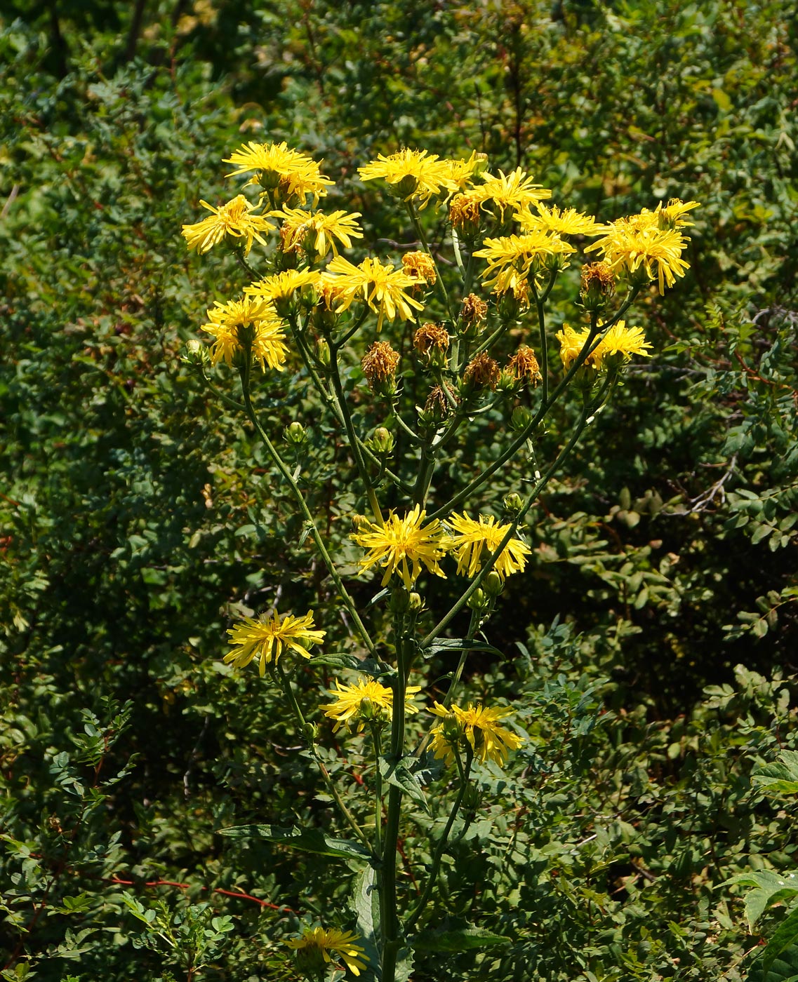 Изображение особи Crepis sibirica.